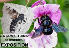 6 pattes, 4 ailes : Les Insectes au passé et au présent