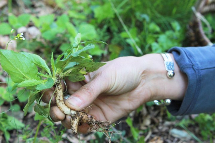 Balade buissonnière et fabrication d'un herbier 