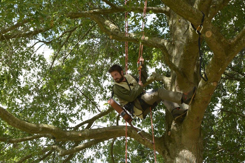 Les amuseurs des arbres