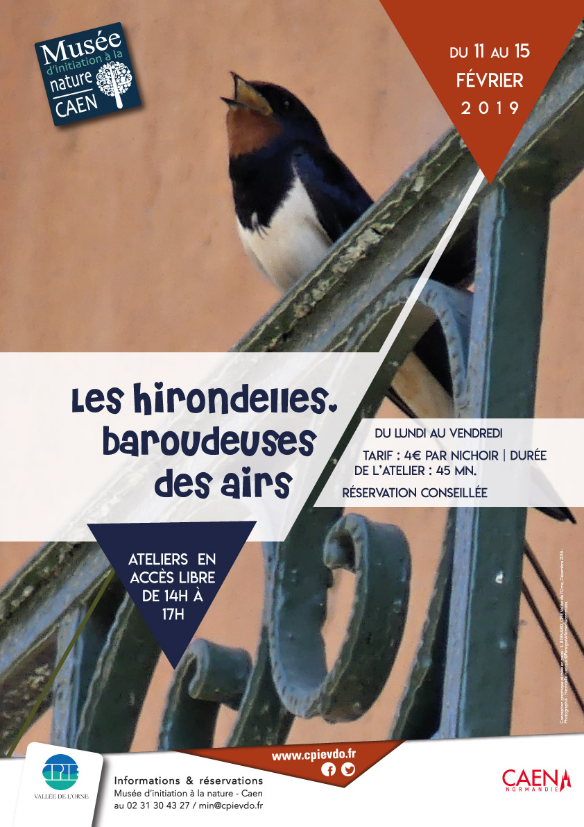 Hirondelle rustique - Photo ©Père Igor Wikimediacommons