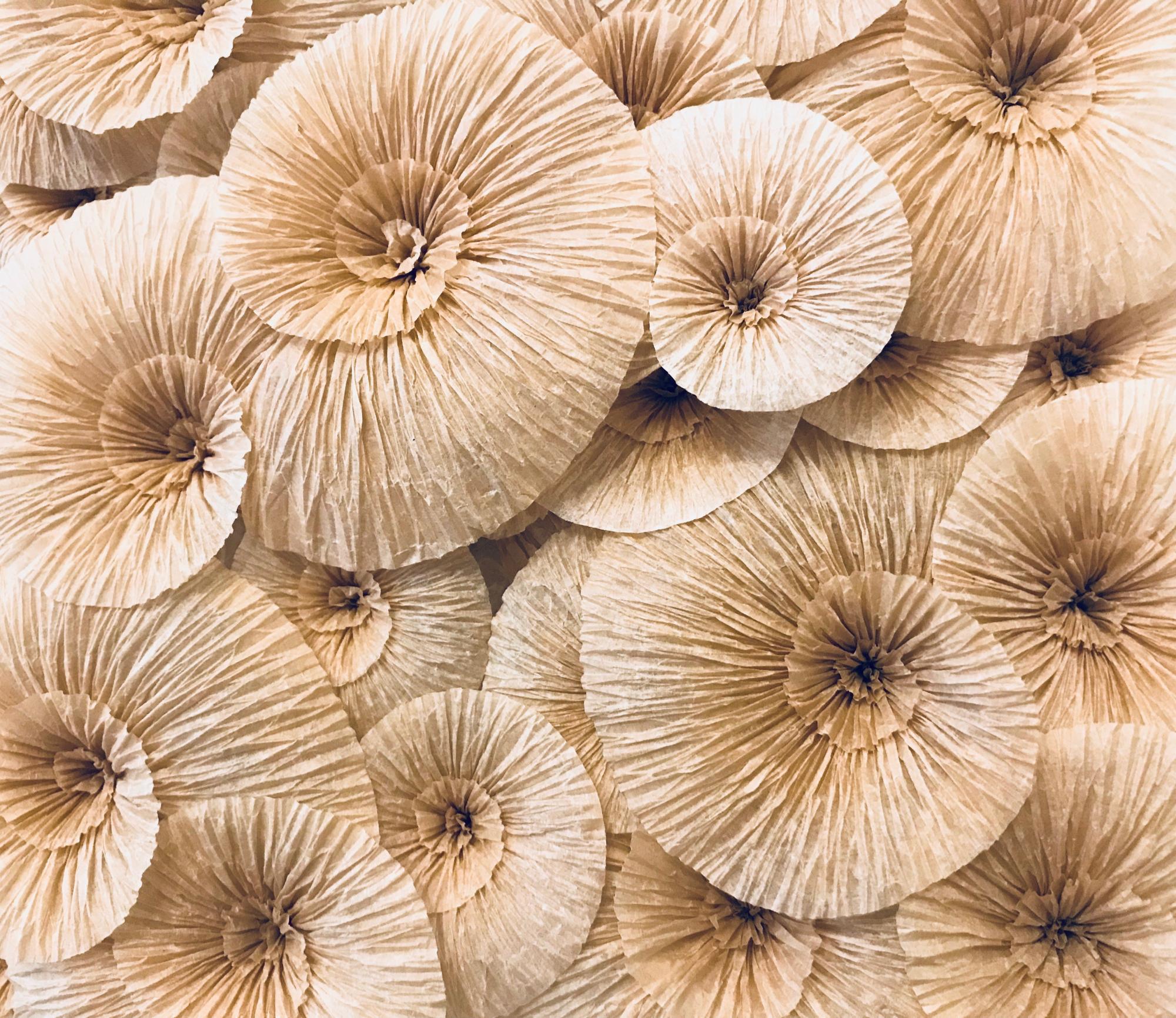 Amonites sepia