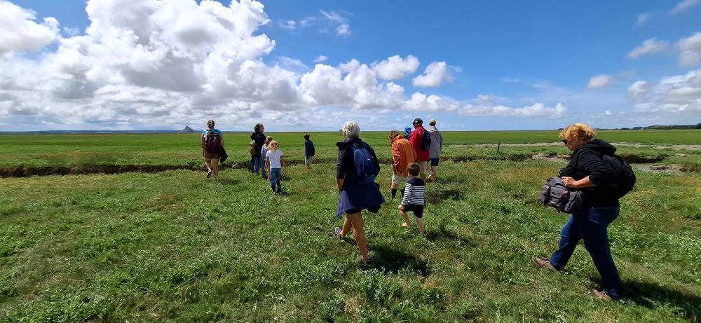 Salicorne et compagnie