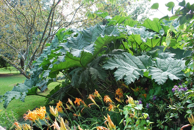 Dans mon jardin vous viendrez
