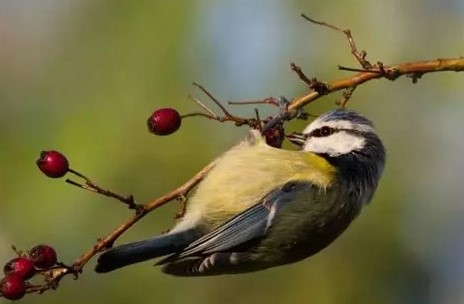 Balade découverte baies sauvages et oiseaux du bocage
