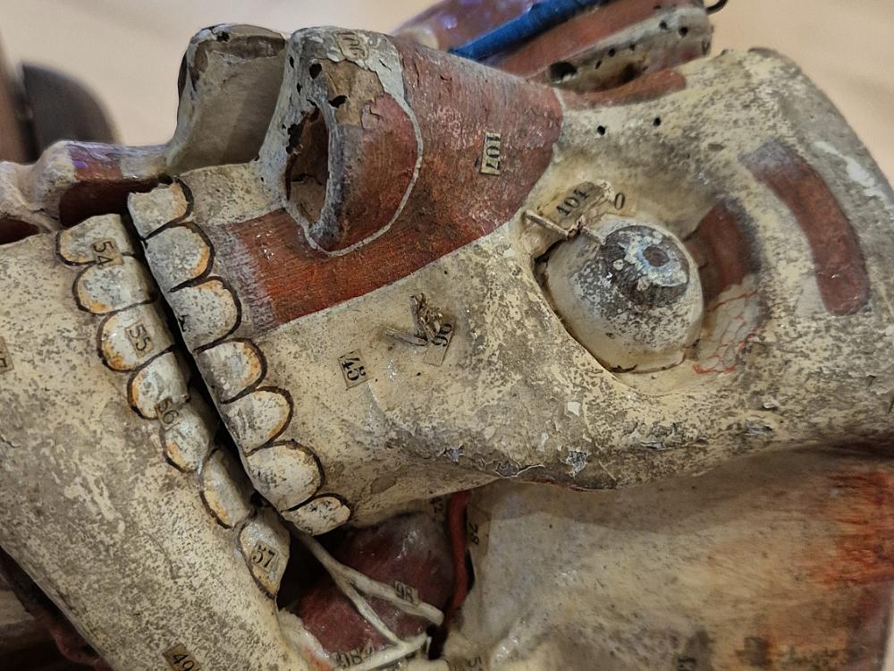 Visite libre du Musée d'Anatomie - Nuit Européenne des Musées