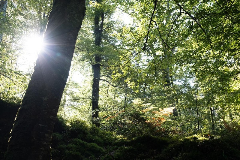 REGARD SUR LES FORETS NORMANDES