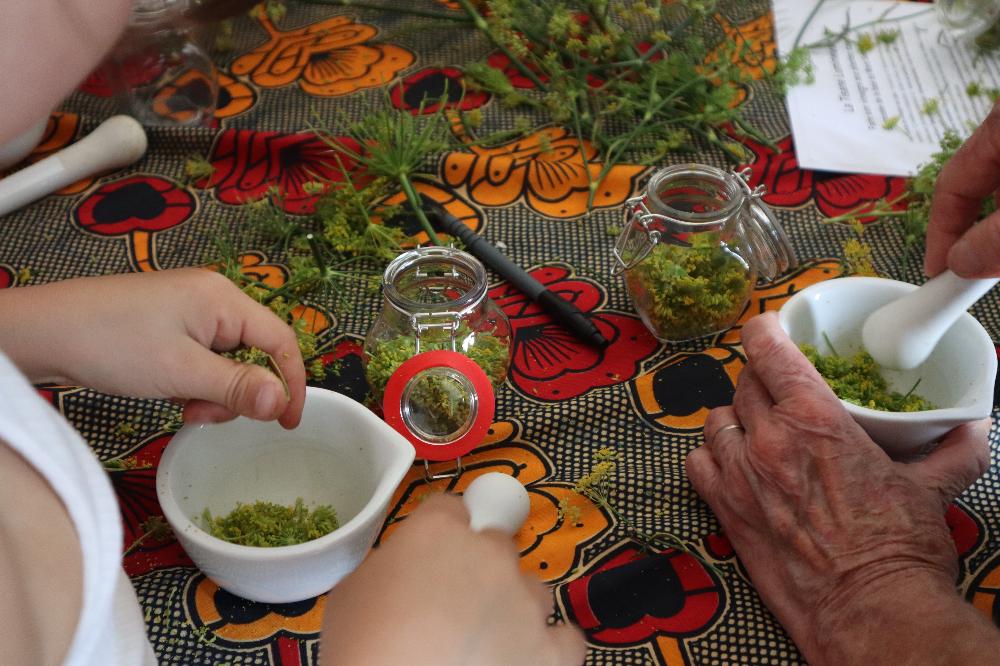Ateliers-cueillettes de plantes sauvages