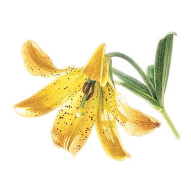  Initiation à l'illustration botanique 