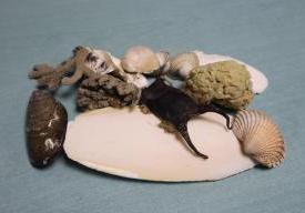 La p'tite visite : la laisse de mer