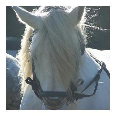Cheval Percheron