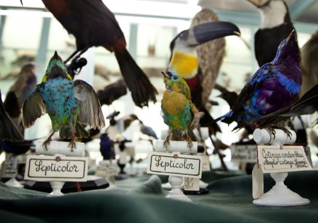 Oiseaux naturalisés du Museum Liais
