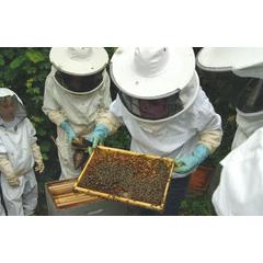 Apiculture