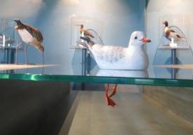 La p'tite visite de l'écomusée : les oiseaux de la Baie du Mont Saint-Michel