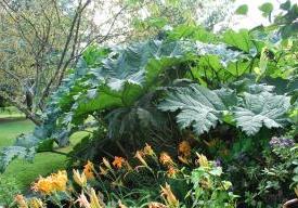 Dans mon jardin vous viendrez