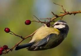 Balade découverte baies sauvages et oiseaux du bocage