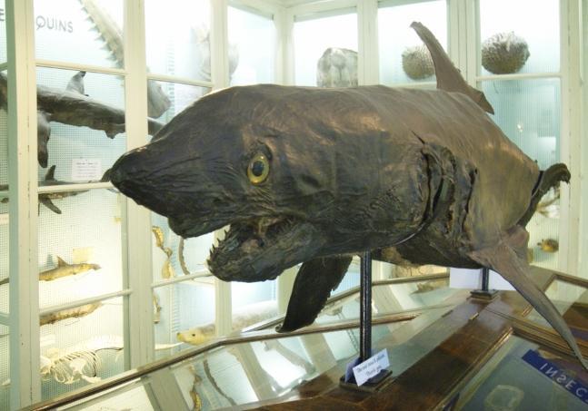 Requin naturalisé du Museum Liais