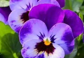PENSEES DU SOIR 