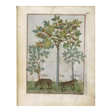 Découverte de l'illustration botanique