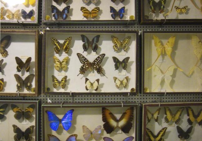 Papillons du Museum Liais