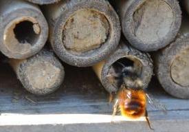 Fabrication d'abris à abeilles solitaires